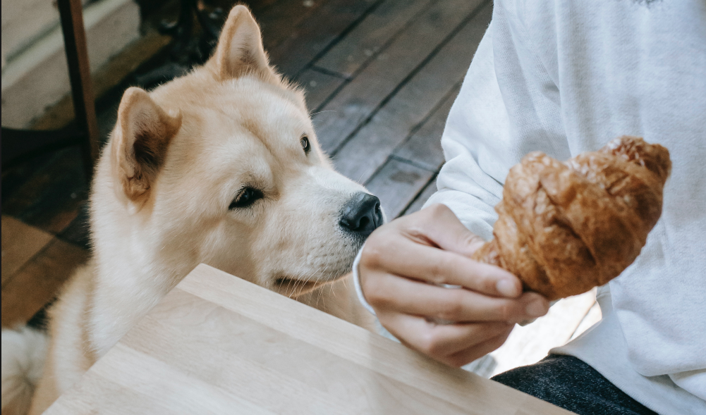 吃到人類的食物可能導致狗狗嘴巴臭臭的，這一飲食對寵物口腔清潔也很重要歐