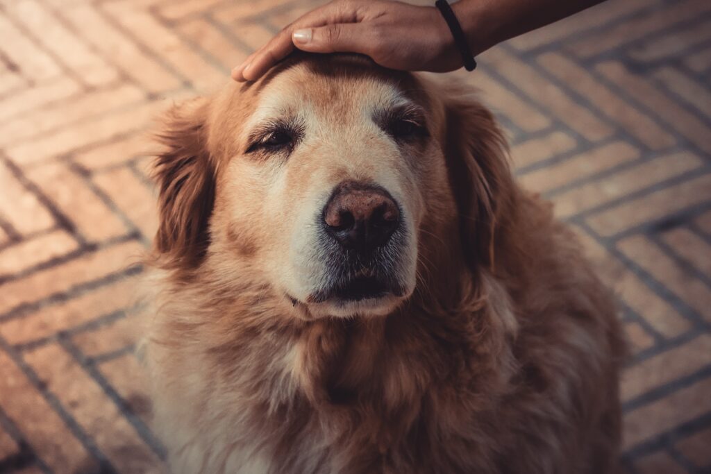 老狗需要特別的寵物照護，高齡犬的個性溫馴，要記得特別留意寵物健康！