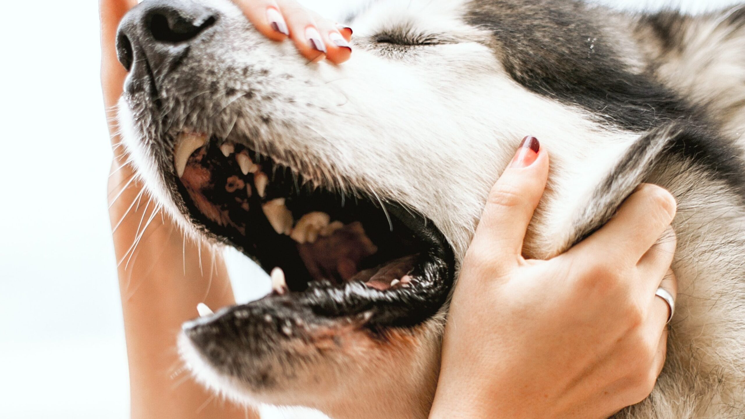 注意狗狗嘴巴臭原因，提早發現狗狗牙齒、口腔健康問題。