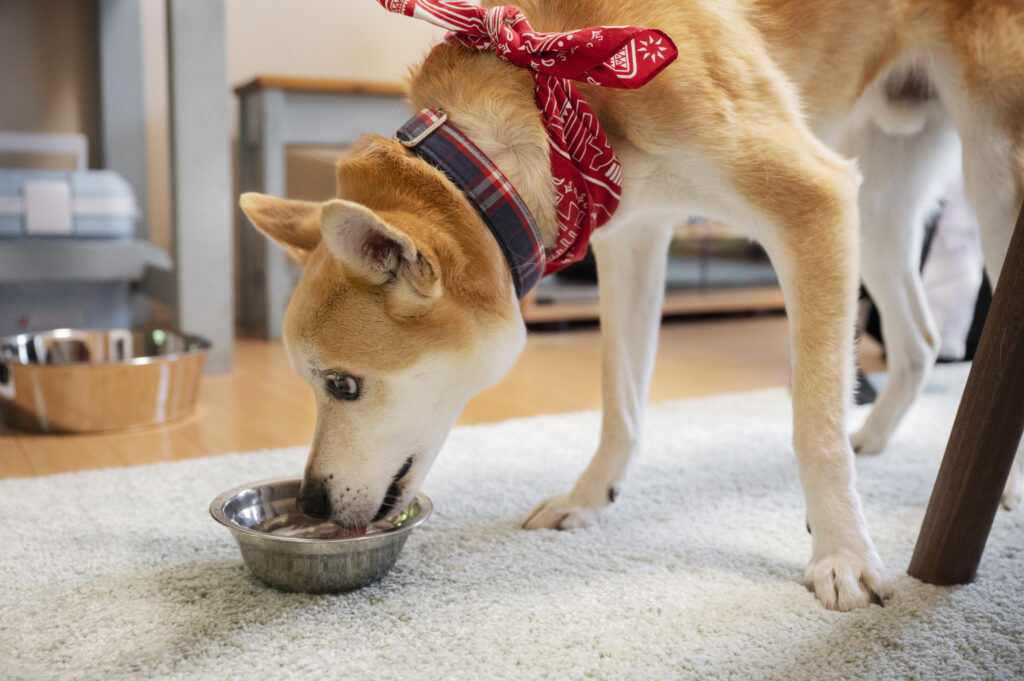 ▲圖/飲食對於狗狗口臭有很大的影響